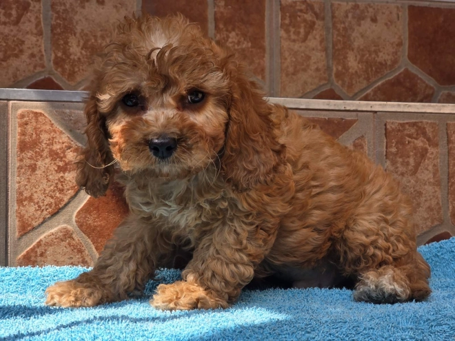 Cavapoo Welpe kaufen