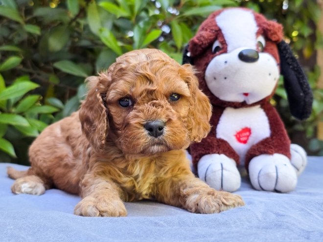 Cavapoo puppy for sale