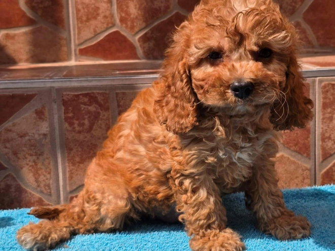 Cavapoo Welpe kaufen
