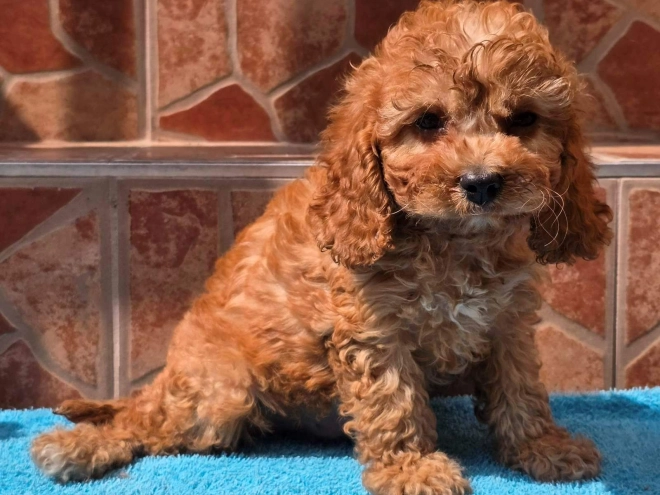 Cavapoo Welpe kaufen