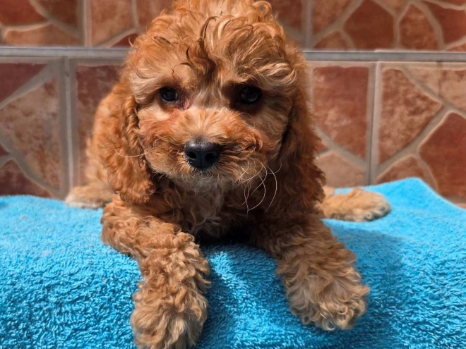 Cavapoo Welpe kaufen