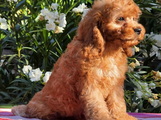 Cavapoo Welpe kaufen