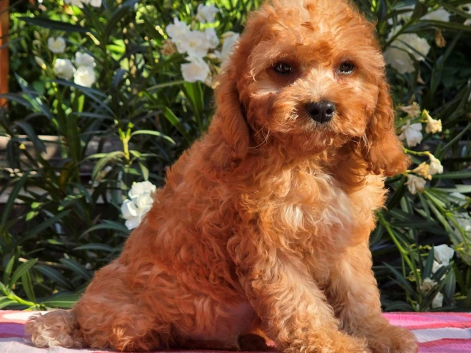 Cavapoo Welpe kaufen