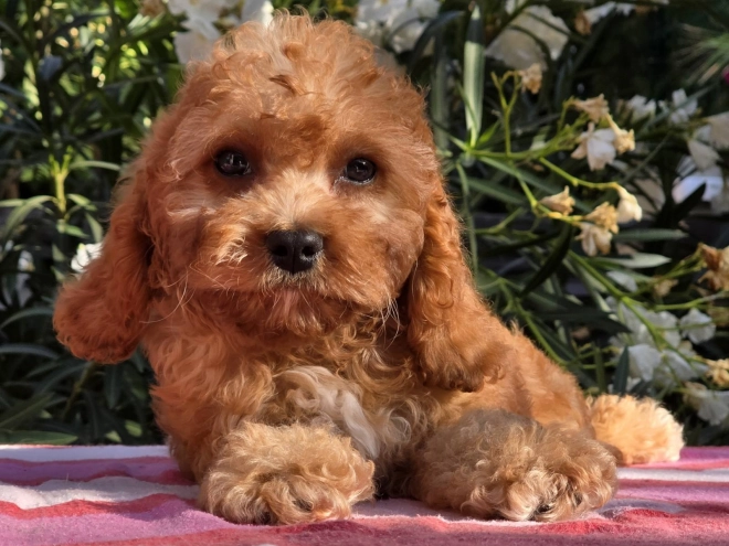 Cavapoo Welpe kaufen