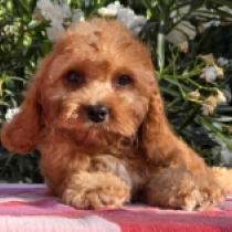 Petri – F2, golden Cavapoo Welpen kaufen