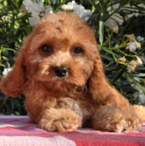 Cavapoo puppy for sale