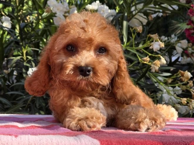 Cavapoo Welpe kaufen