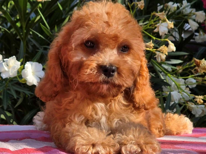 Cavapoo Welpe kaufen