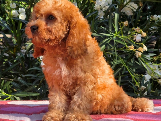Cavapoo Welpe kaufen