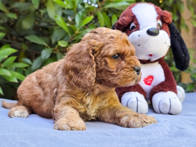 Cavapoo puppy for sale