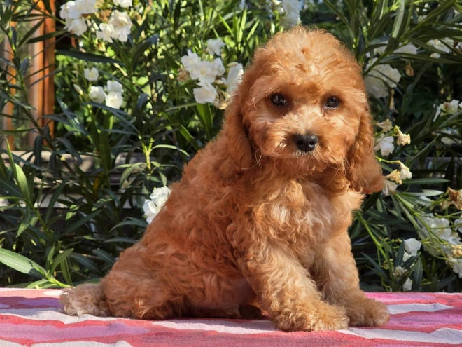Cavapoo Welpe kaufen