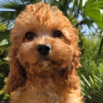 Petri – F2, golden Cavapoo Welpen kaufen