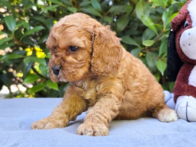 Cavapoo puppy for sale