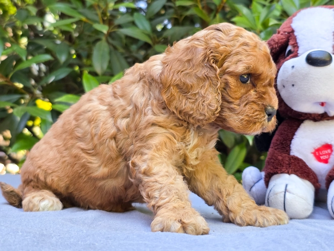 Cavapoo puppy for sale