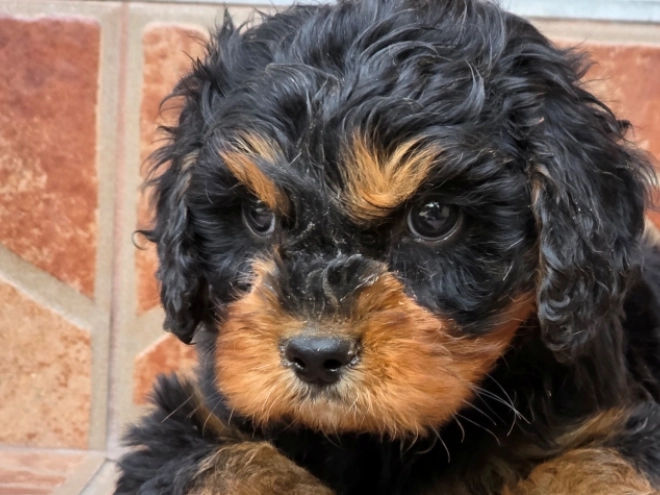 Cavapoo puppy for sale