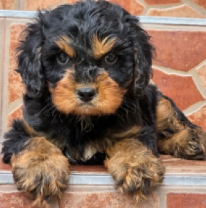 Cavapoo puppy for sale