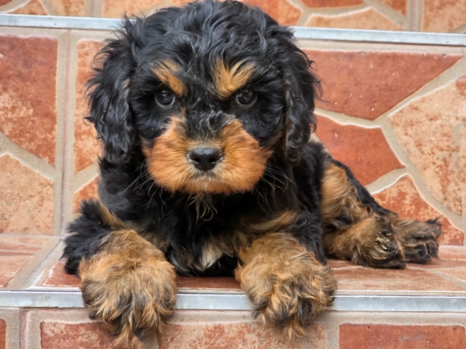 Cavapoo puppy for sale