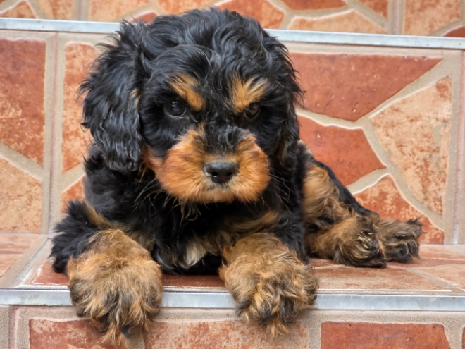 Cavapoo puppy for sale