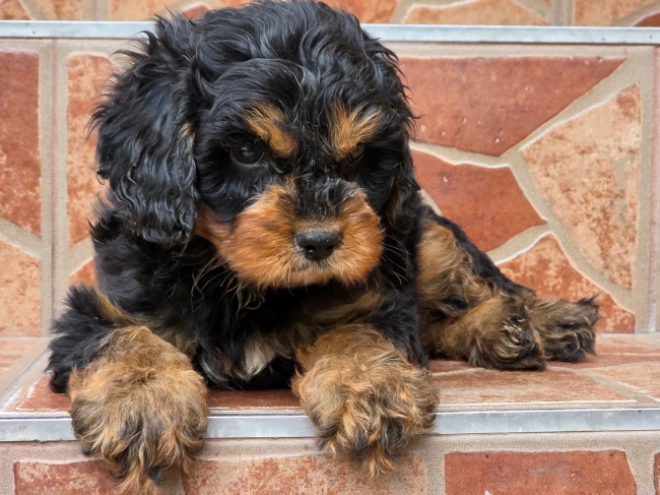 Cavapoo puppy for sale