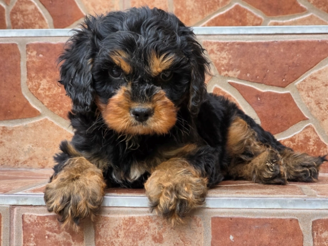 Cavapoo puppy for sale
