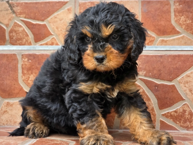 Cavapoo puppy for sale