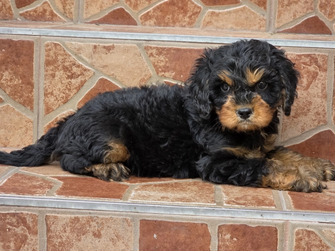 Cavapoo puppy for sale