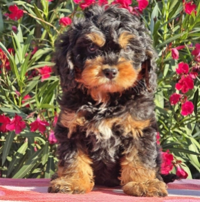 Cavapoo puppy for sale