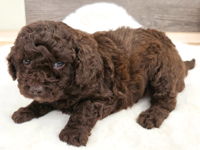 Cavapoo puppy for sale