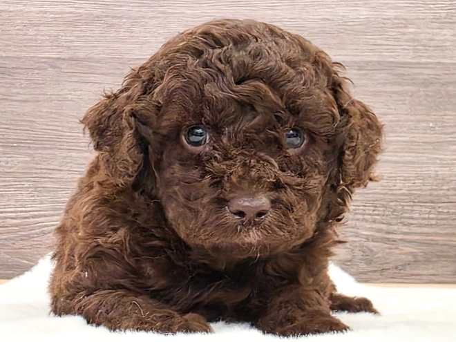 Cavapoo puppy for sale