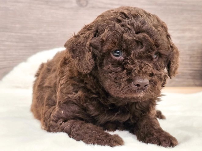 Cavapoo puppy for sale