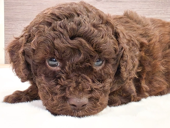 Cavapoo puppy for sale