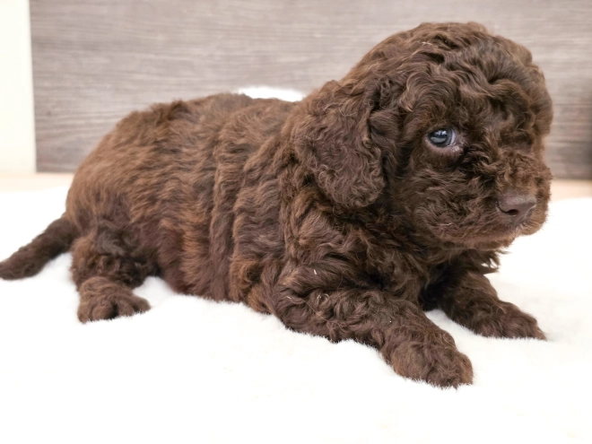 Cavapoo puppy for sale
