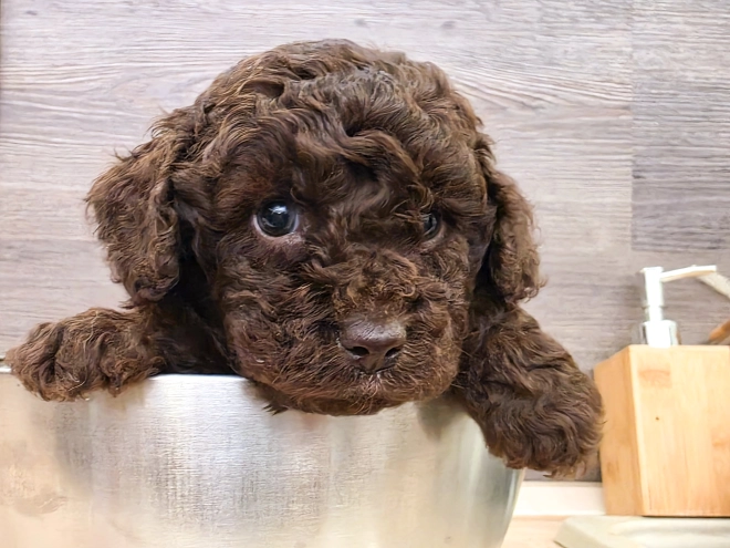 Cavapoo puppy for sale