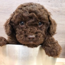 Nestle – F1b, chocolate Cavapoo for sale