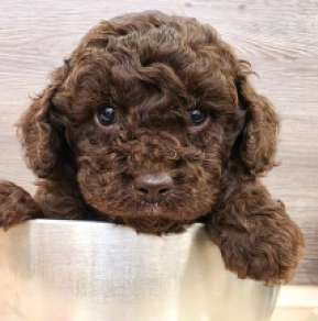 Perros Cavapoo en venta