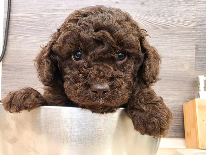 Cavapoo puppy for sale