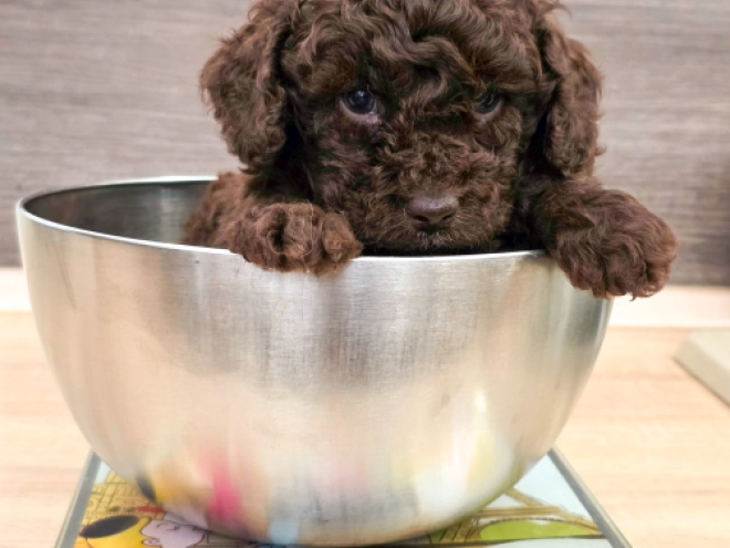Cavapoo puppy for sale