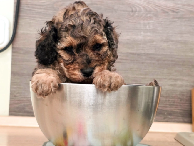 Cavapoo puppy for sale