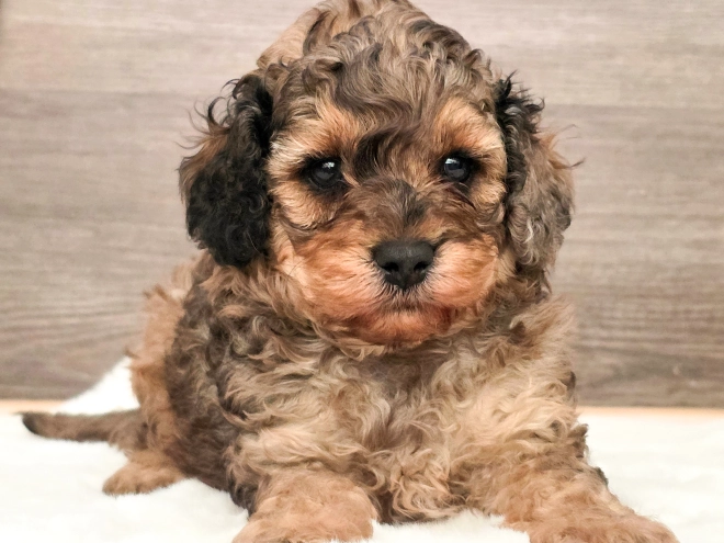 Cavapoo puppy for sale