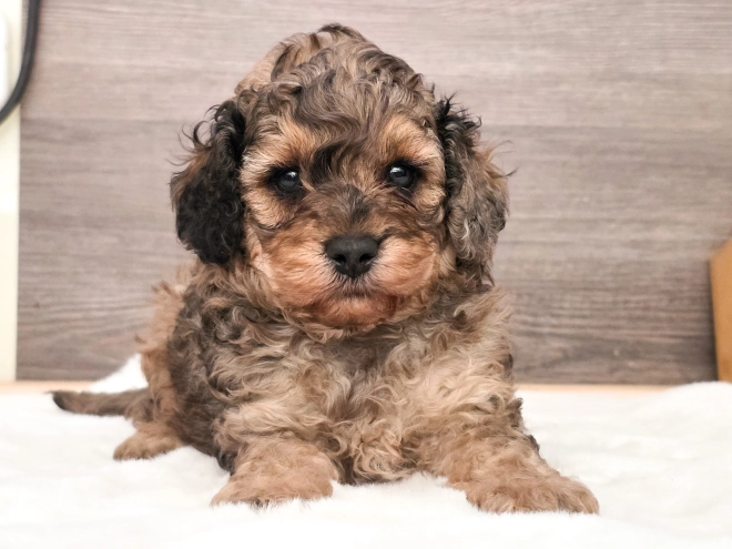 Cavapoo puppy for sale