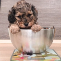 Norris – F1b, sable Cavapoo for sale