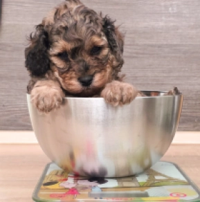 Cavapoo puppy for sale