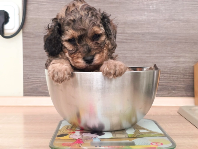 Cavapoo puppy for sale