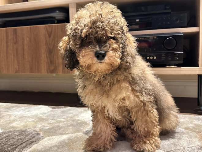 Cavapoo puppy for sale