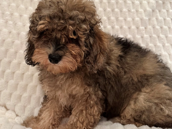 Cavapoo puppy for sale