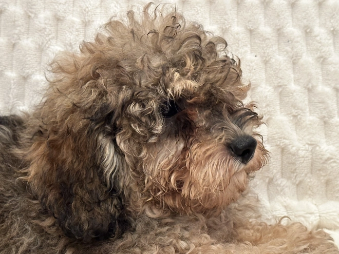 Cavapoo puppy for sale