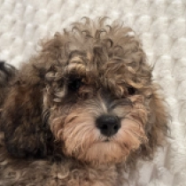 Norris – F1b, sable Cavapoo Welpen kaufen