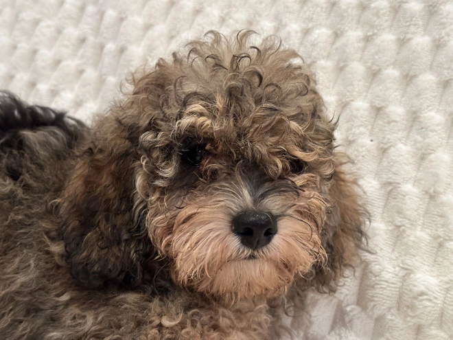 Cavapoo puppy for sale