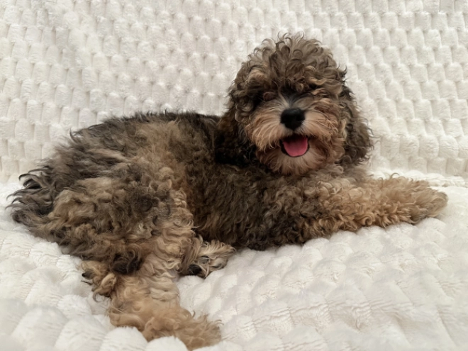 Cavapoo puppy for sale