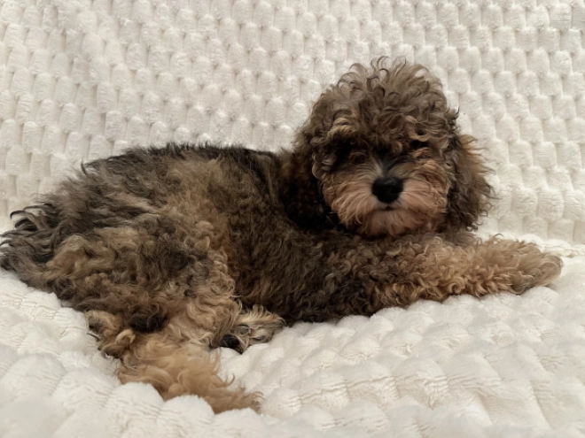 Cavapoo puppy for sale